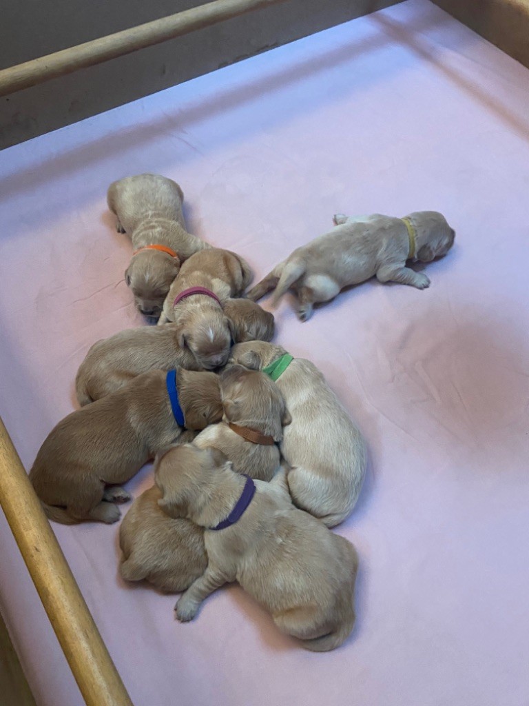 chiot Golden Retriever Des Terres D'heragon