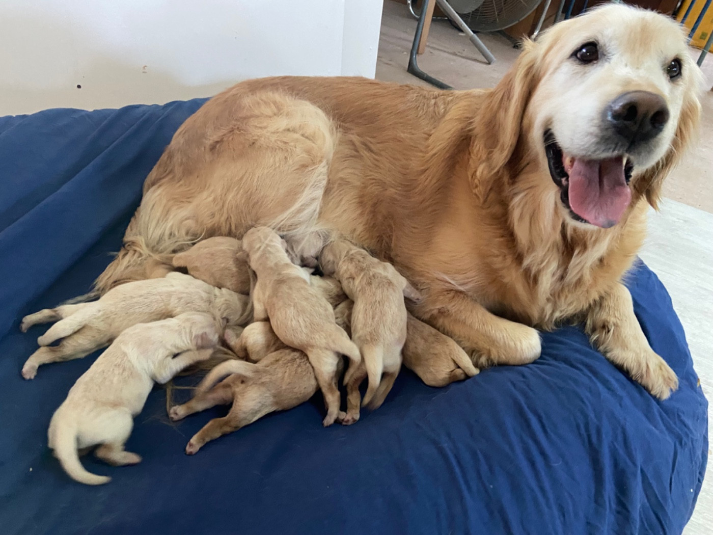 Superbe portée née le 18/04/2026 - Indemne Ichtyose et dysplasies hanches et coudes