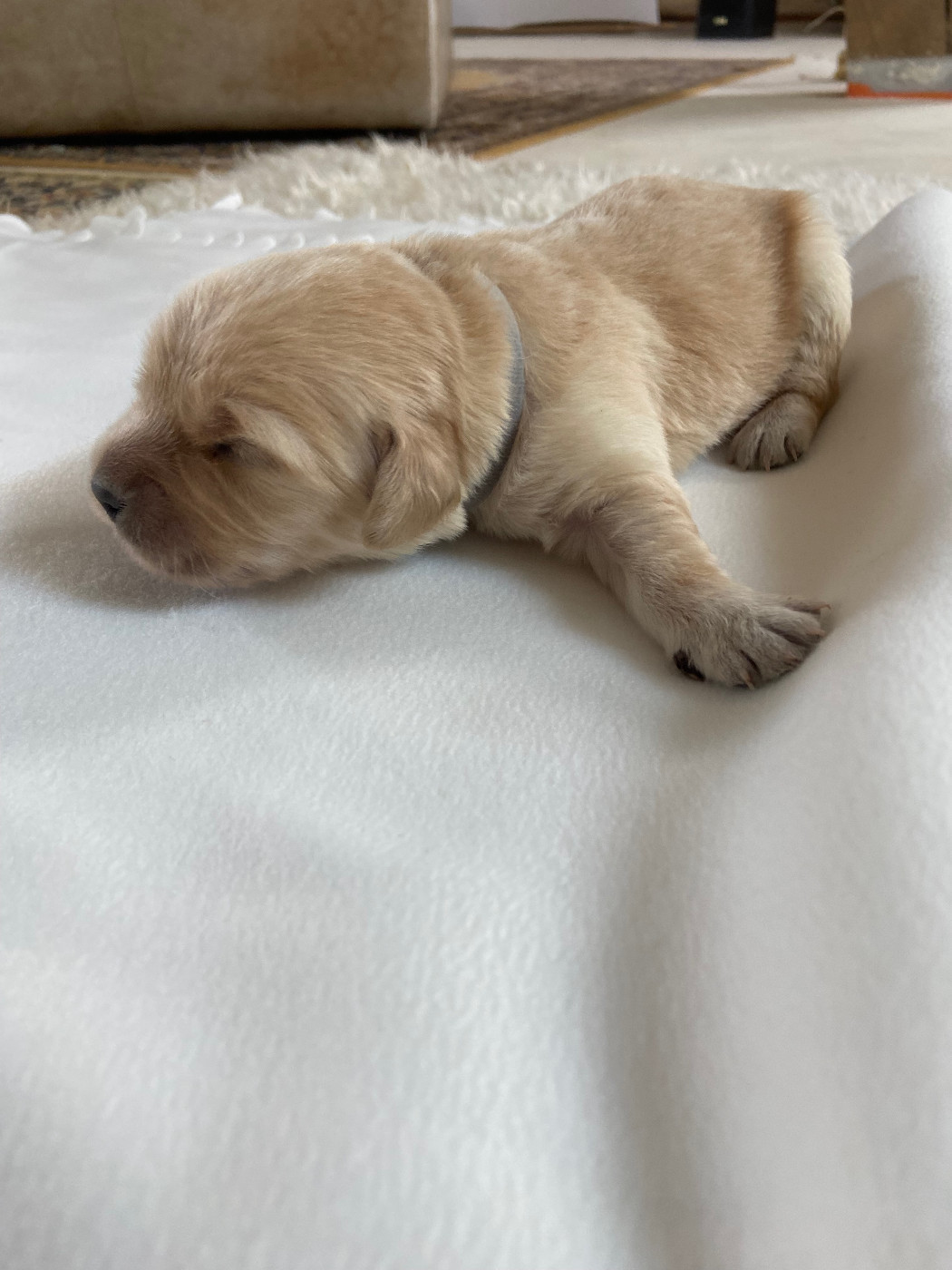 Des Terres D'heragon - Chiots disponibles - Golden Retriever
