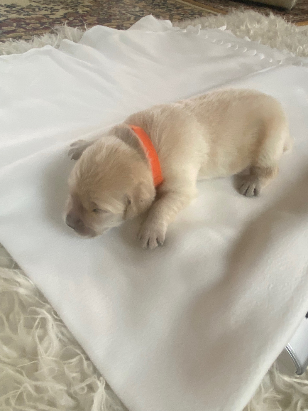 Des Terres D'heragon - Chiots disponibles - Golden Retriever