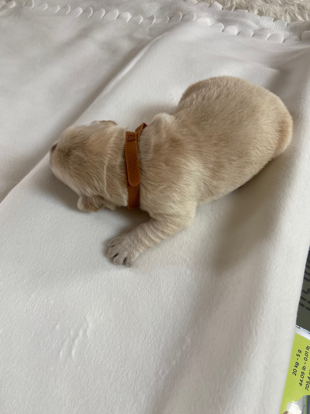 Des Terres D'heragon - Chiots disponibles - Golden Retriever