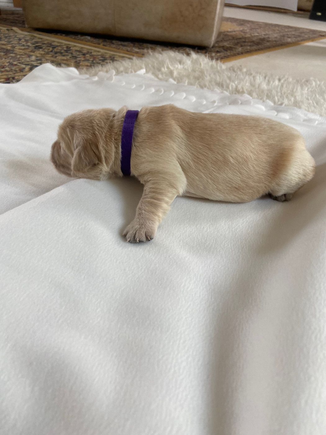 Des Terres D'heragon - Chiots disponibles - Golden Retriever