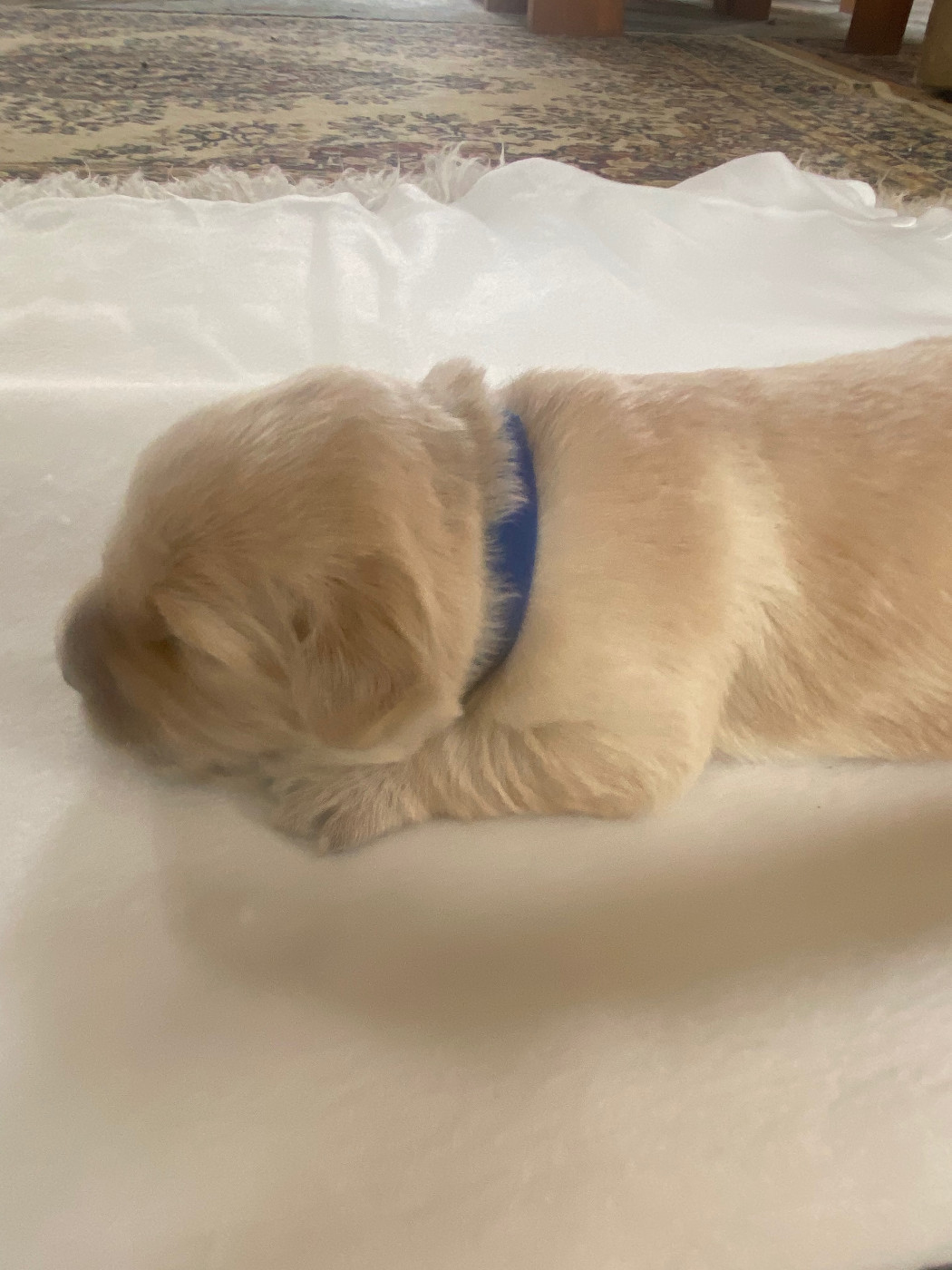 Des Terres D'heragon - Chiots disponibles - Golden Retriever