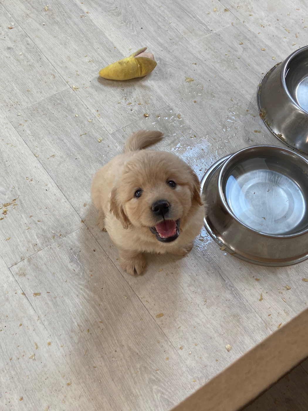 Des Terres D'heragon - Chiots disponibles - Golden Retriever