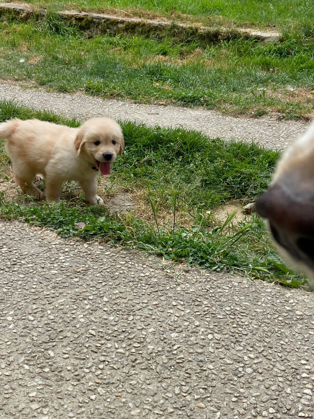 Des Terres D'heragon - Chiots disponibles - Golden Retriever